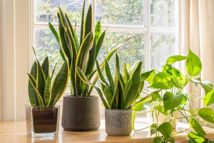 How to Create Low-Maintenance Indoor Plants Collection