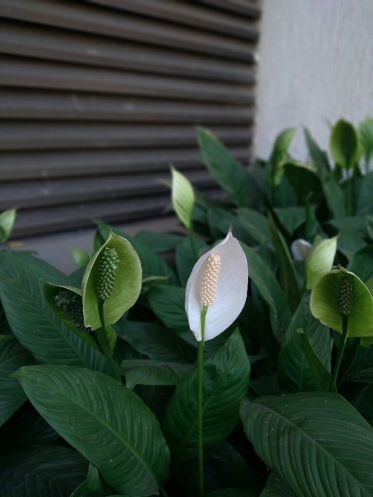 Low-Maintenance Indoor Plants