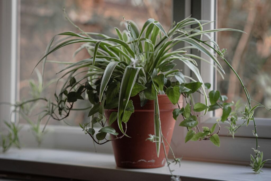 Low-Maintenance Indoor Plants