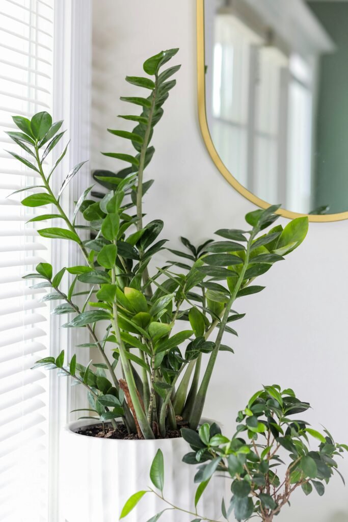 Low-Maintenance Indoor Plants