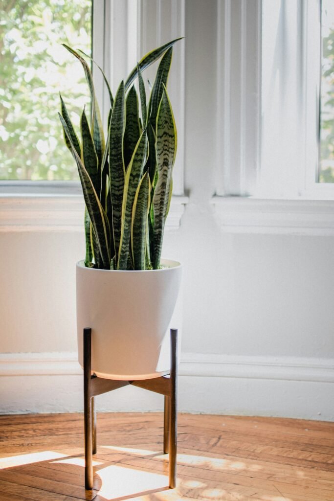 Low-Maintenance Indoor Plants