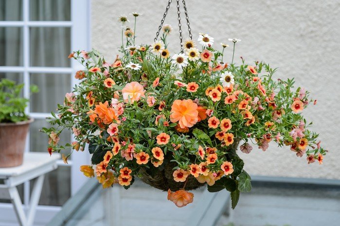 best annuals for full sun