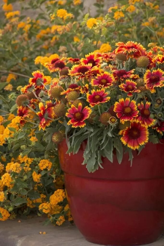 best annuals for full sun