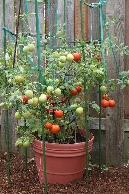 Vegetables to Grow in Containers