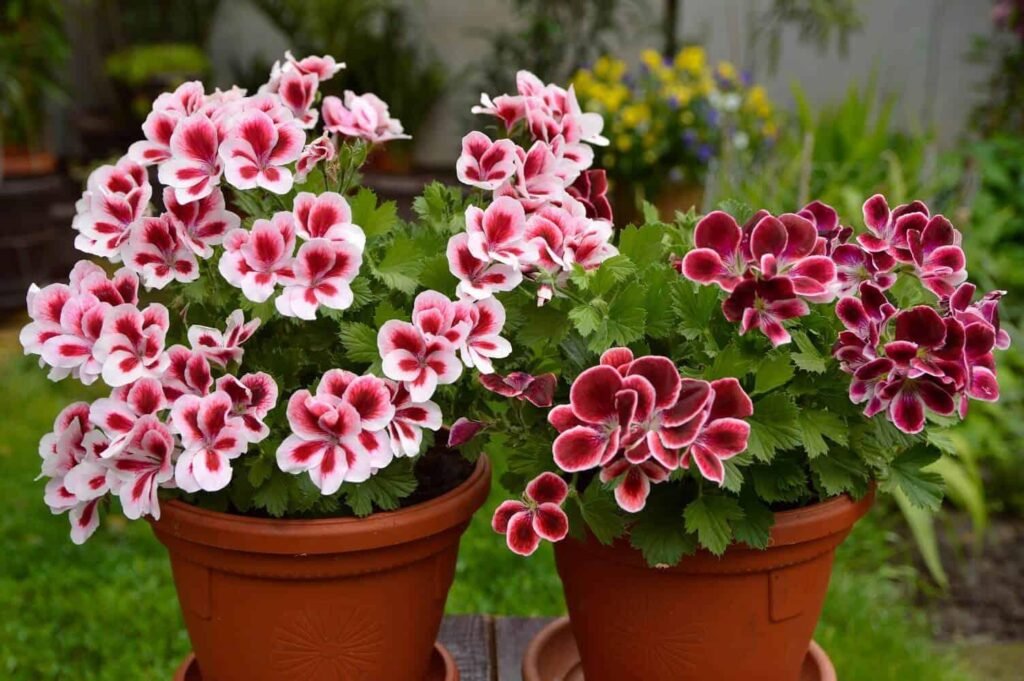 best annuals for full sun