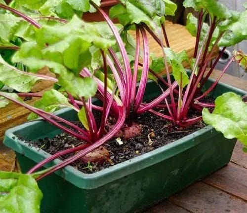vegetables to grow in containers