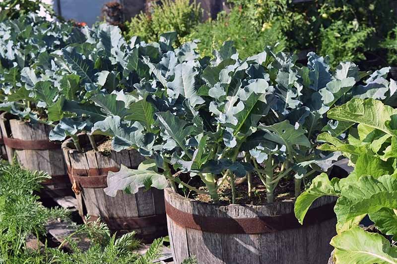 vegetables to grow in containers