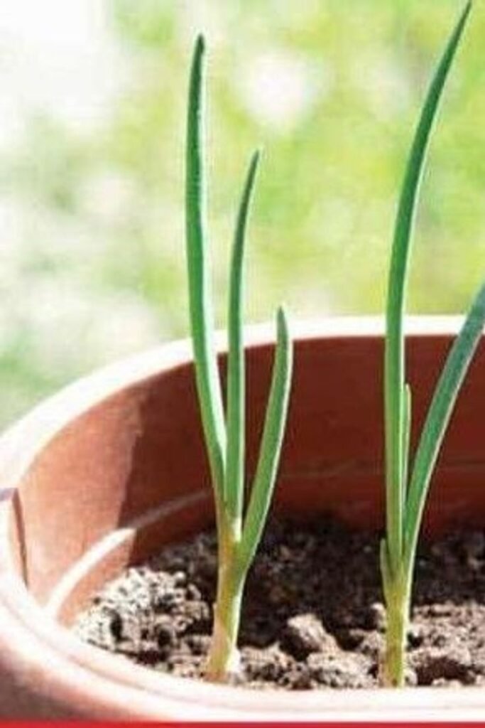 vegetables to grow in containers