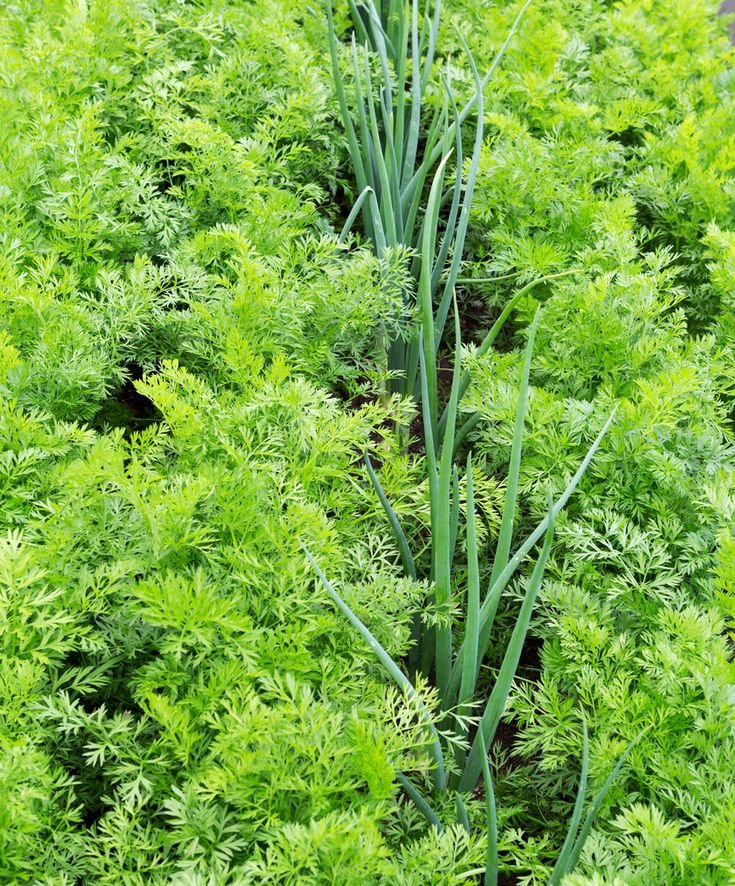 companion planting for fall