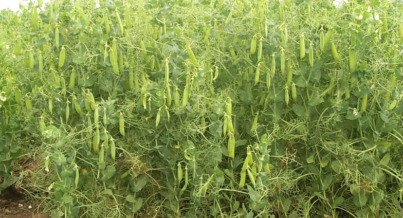 best cover crops for fall and winter