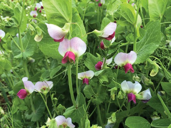 best cover crops for fall and winter