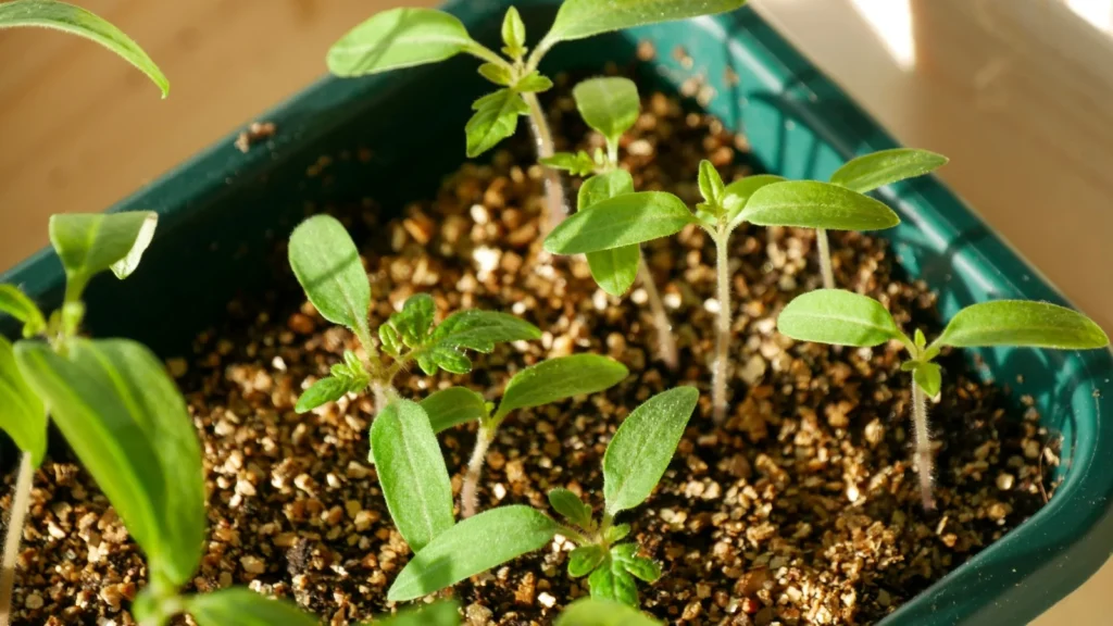 winter gardening mistakes