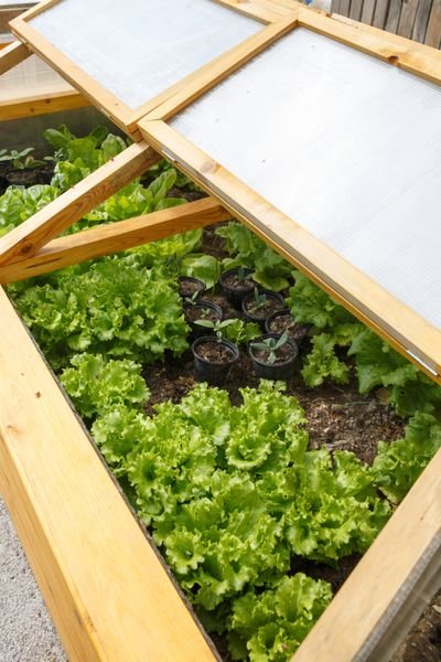 cold frames for fall gardens