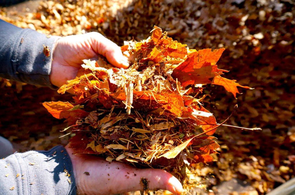 winter gardening mistakes