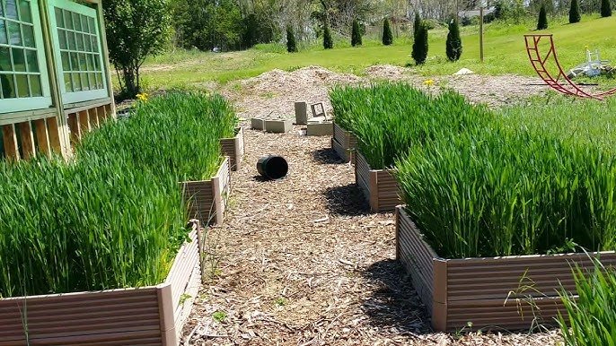 best cover crops for fall and winter