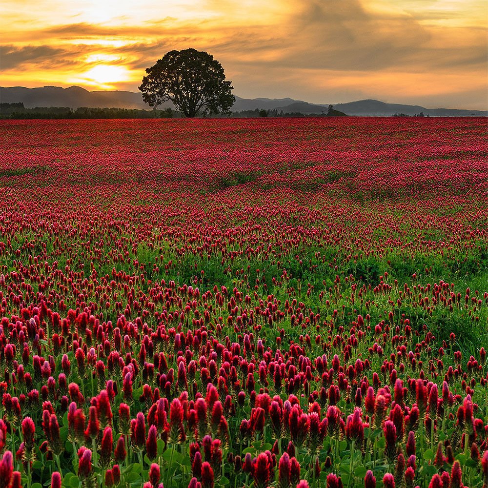 best cover crops for fall