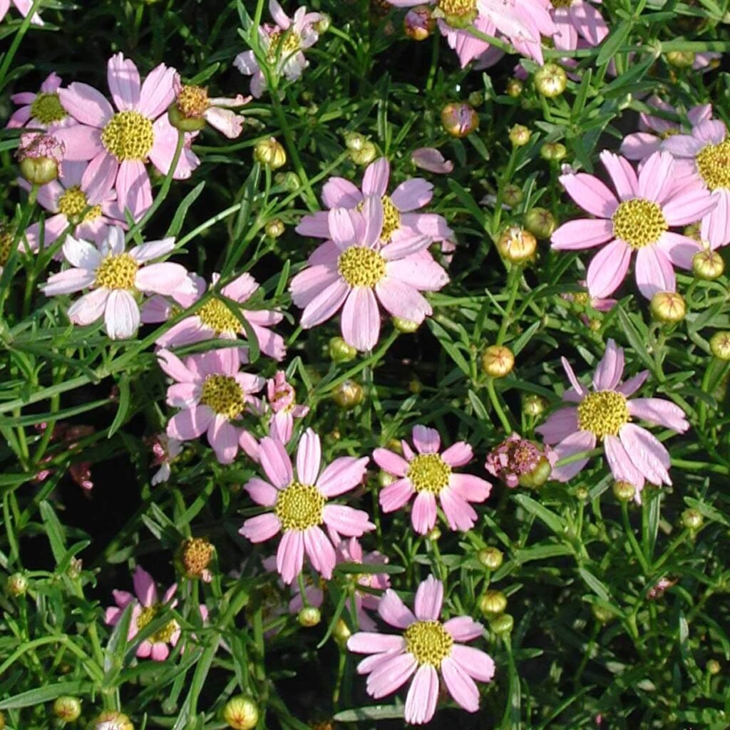 how to grow coreopsis