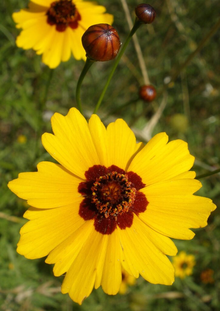 how to grow coreopsis