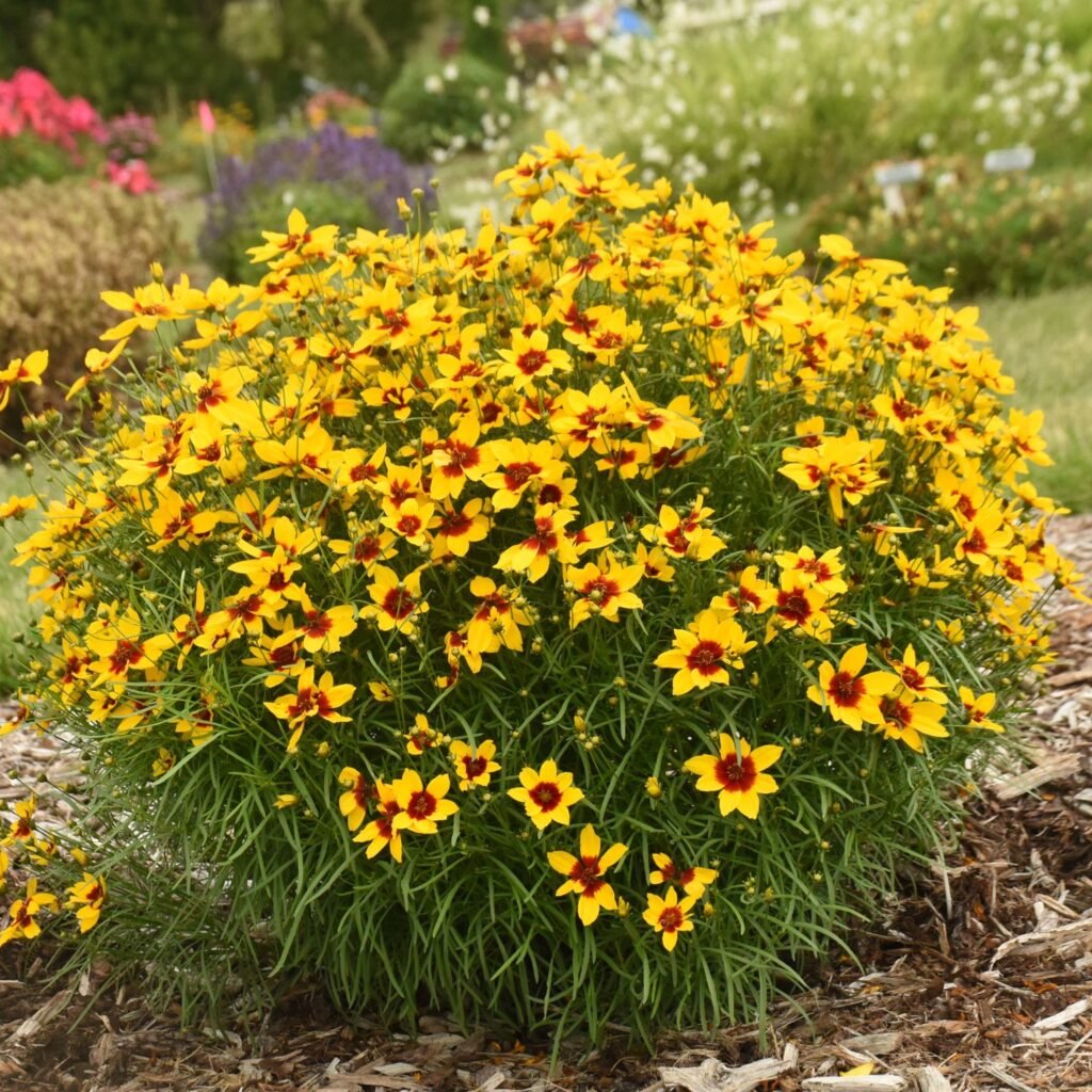 how to grow coreopsis